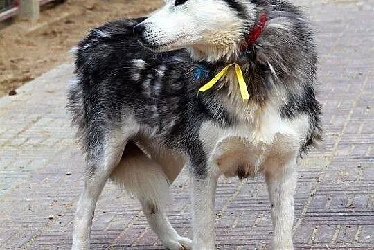 SZEKLA piękna młoda sunia husky