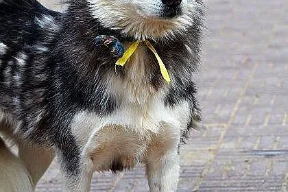 SZEKLA piękna młoda sunia husky