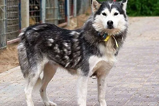 SZEKLA piękna młoda sunia husky