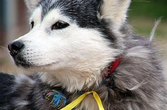 SZEKLA piękna młoda sunia husky