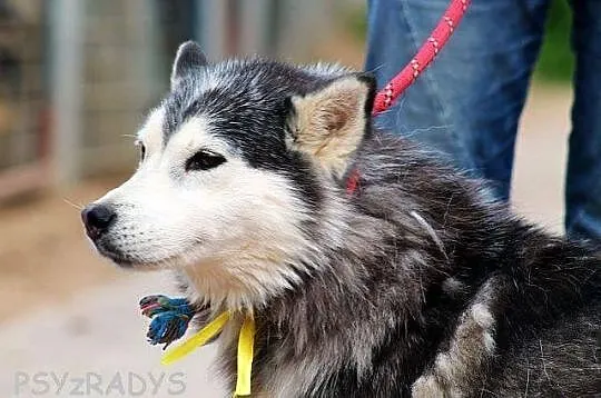 SZEKLA piękna młoda sunia husky
