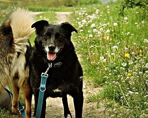 5 lat w schronisku, zmieńmy życia kochanej suczki!