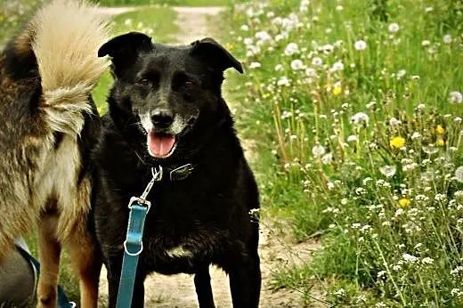 5 lat w schronisku, zmieńmy życia kochanej suczki!, mazowieckie Warszawa
