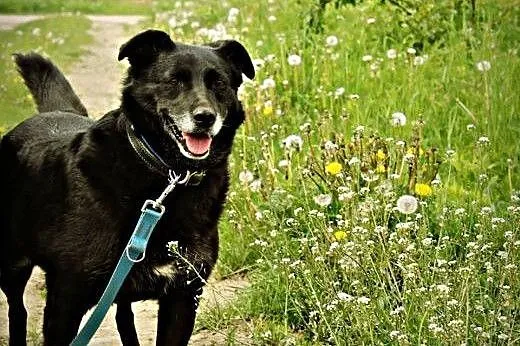 5 lat w schronisku, zmieńmy życia kochanej suczki!