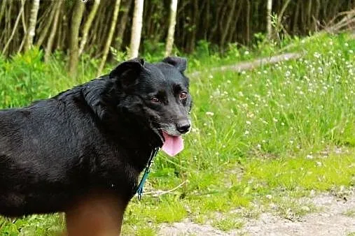 5 lat w schronisku, zmieńmy życia kochanej suczki!