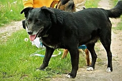5 lat w schronisku, zmieńmy życia kochanej suczki!