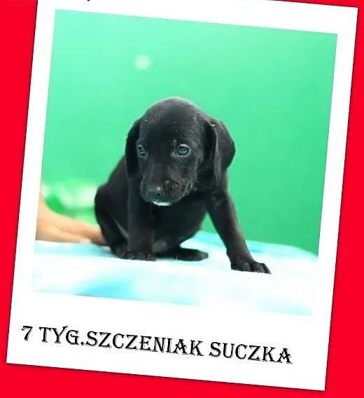 7 tygodniowy szczeniak,suczka docelowo średnia do