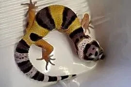 Gekon Lamparci