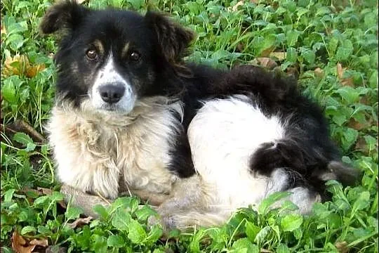 Raduś - spokojny i niezależny :)
