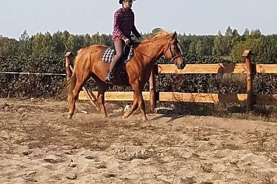 Klacz Sp, , 