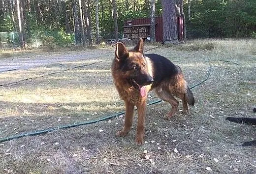 Przepiękny owczarek niemiecki PILNIE szuka domu!,
