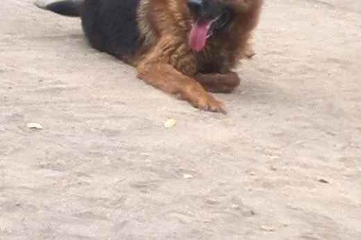 Przepiękny owczarek niemiecki PILNIE szuka domu!, 