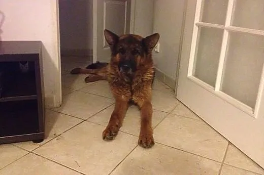 Przepiękny owczarek niemiecki PILNIE szuka domu!, 