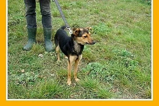 6 kg,łagodna,przytulaśna,nakolankowa suczka BOBINK