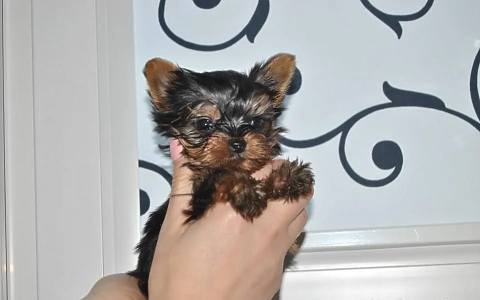 Mini Yorczek chłopiec