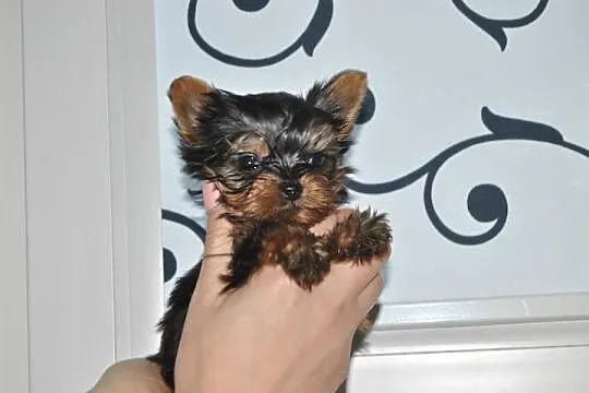 Mini Yorczek chłopiec