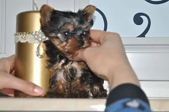 Mini Yorczek chłopiec
