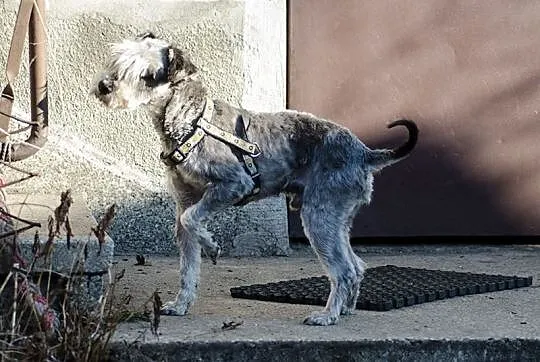 Sznaucer miniaturka - młody piesek do adopcji