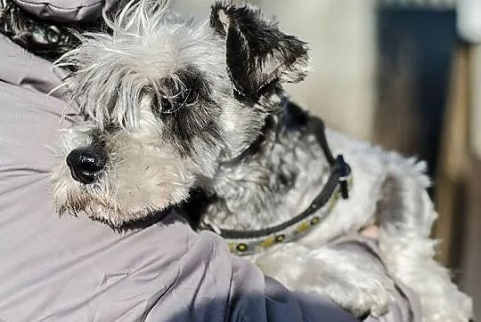 Sznaucer miniaturka - młody piesek do adopcji