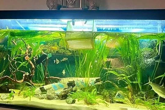 Akwarium 450L