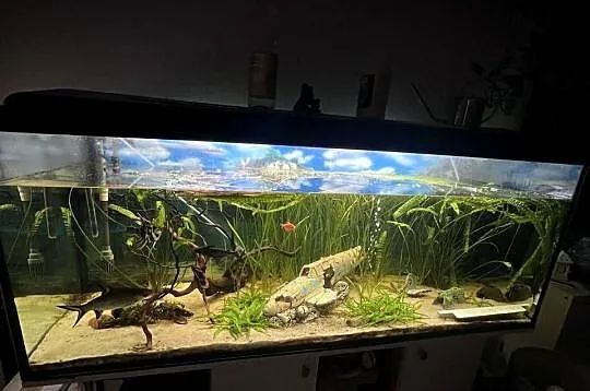 Akwarium 450L, Pomorskie, Gdańsk