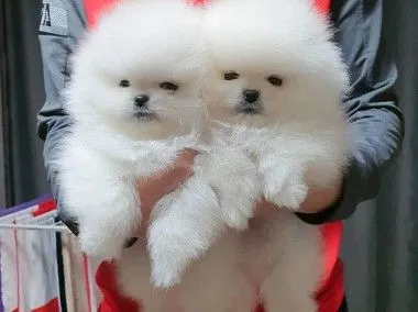 Dwa wspaniałe szczeniaki rasy pomeranian z pucharem T... napisz do mnie na WhatsApp: +44 7386 246558, , Warszawa