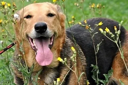 Bunusia kochana, miła suczka mix owczarek ADOPCJA,  śląskie Katowice