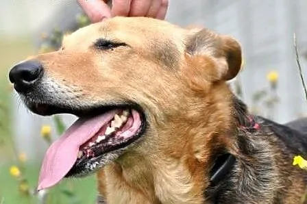 Bunusia kochana, miła suczka mix owczarek ADOPCJA,