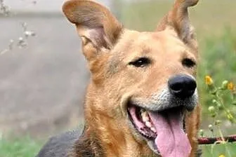 Bunusia kochana, miła suczka mix owczarek ADOPCJA,