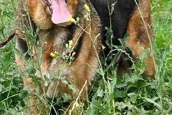 Bunusia kochana, miła suczka mix owczarek ADOPCJA,