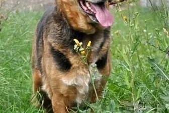 Bunusia kochana, miła suczka mix owczarek ADOPCJA,