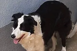 Piękna sunia border collie