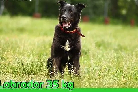 Labrador mix, energiczny, łagodny, 30 kg, LABI, czip, ADOPCJA ,  mazowieckie Warszawa