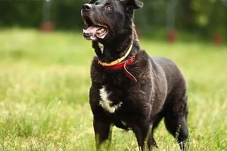 Labrador mix, energiczny, łagodny, 30 kg, LABI, cz