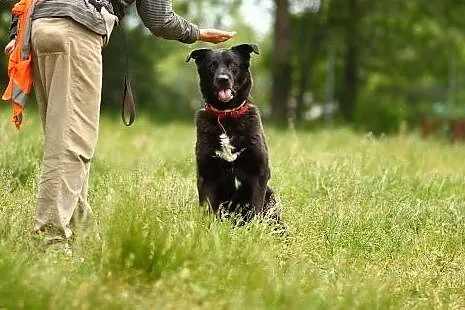 Labrador mix, energiczny, łagodny, 30 kg, LABI, cz