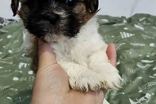 Sprzedam młode pieski rasy shih-tzu, Łódzkie, Wieruszów
