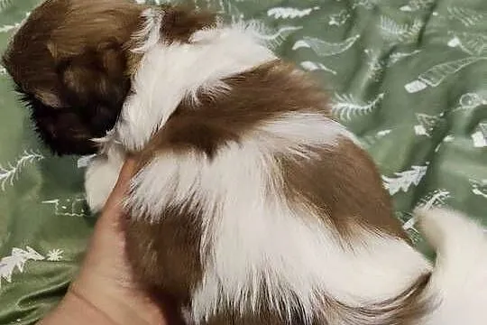 Sprzedam młode pieski rasy shih-tzu, Łódzkie, Wieruszów