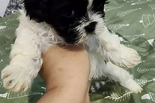 Sprzedam młode pieski rasy shih-tzu, Łódzkie, Wieruszów