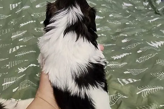Sprzedam młode pieski rasy shih-tzu, Łódzkie, Wieruszów