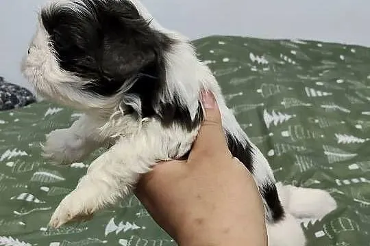 Sprzedam młode pieski rasy shih-tzu, Łódzkie, Wieruszów