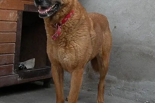 Aza w typie labradora tak wiele lat straciła w sch