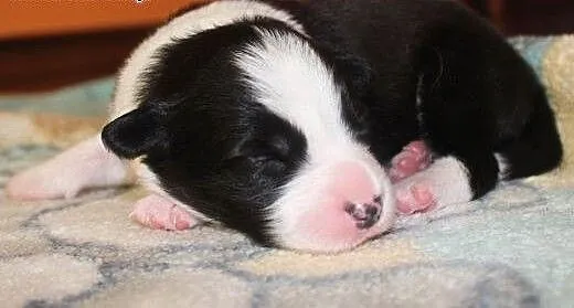 Szczenięta Border collie, śląskie Dąbrowa Górnicz