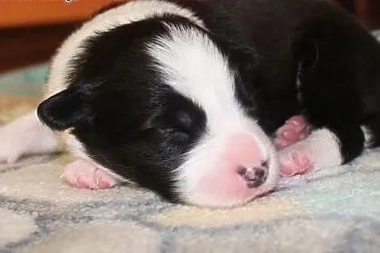 Szczenięta Border collie,  śląskie Dąbrowa Górnicz