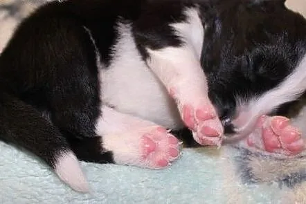 Szczenięta Border collie,  śląskie Dąbrowa Górnicz