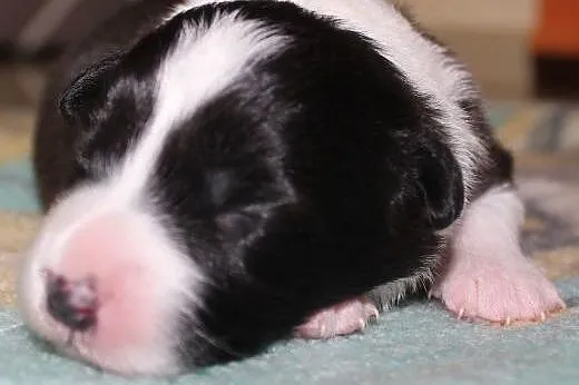Szczenięta Border collie,  śląskie Dąbrowa Górnicz
