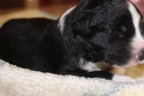 Szczenięta Border collie,  śląskie Dąbrowa Górnicz