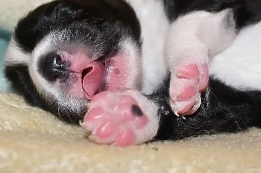 Szczenięta Border collie,  śląskie Dąbrowa Górnicz