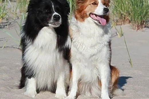 Szczenięta Border collie,  śląskie Dąbrowa Górnicz