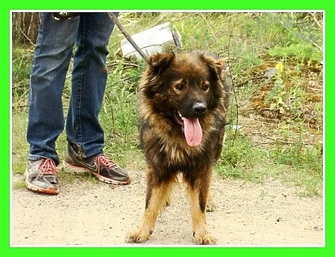 3 letni MISIO,25 kg,zrównoważony,spokojny,łagodny_