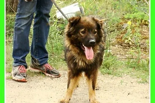 3 letni MISIO,25 kg,zrównoważony,spokojny,łagodny_